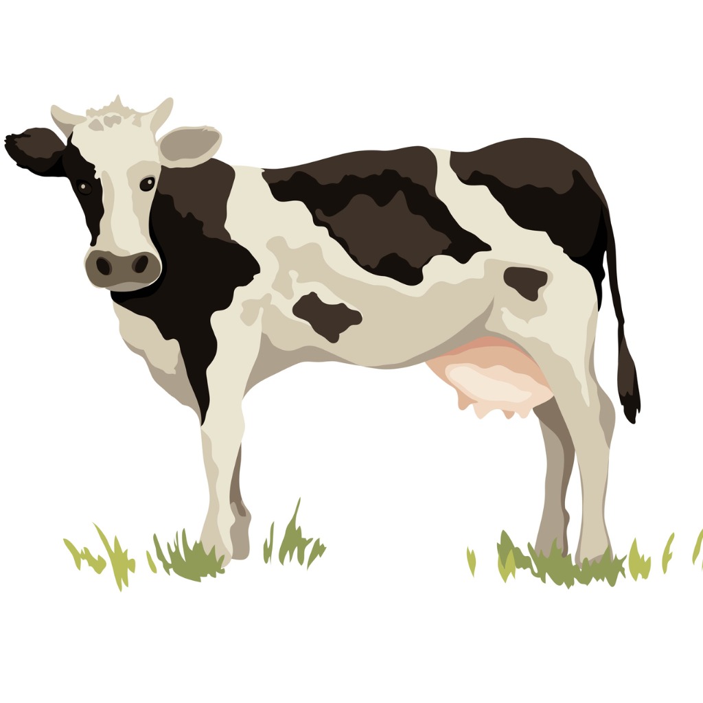 Artisanal Dairy Farmer