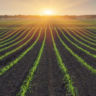 Agriculture