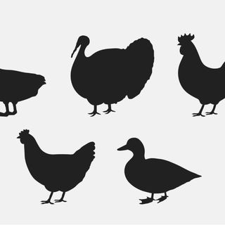 Poultry Science