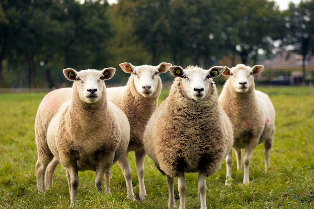 Animal Sciences and Related Studies