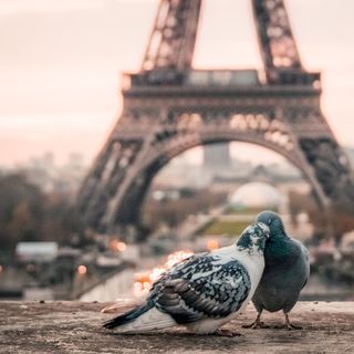 Romance Language Studies