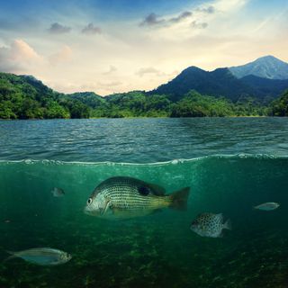 Natural Resource Management and Related Studies