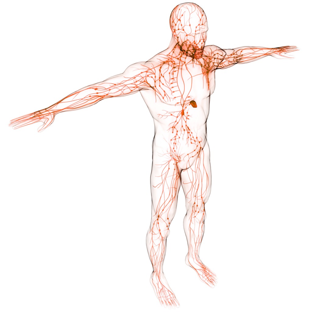 Physiologist