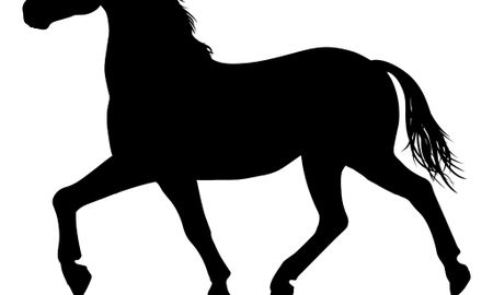 Horse Trainer
