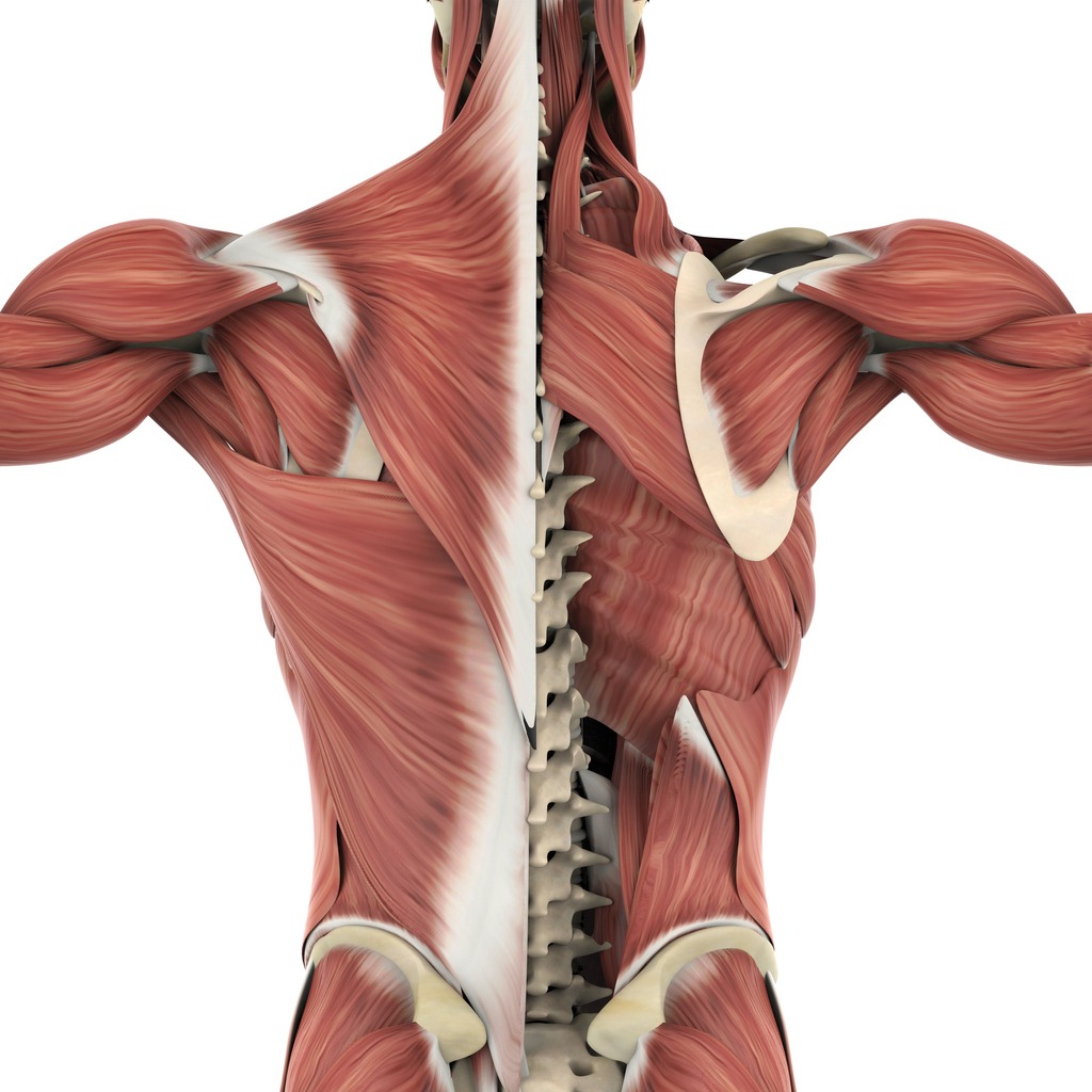 Medical Illustration and Informatics