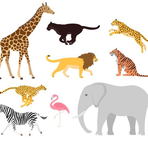 Exotic Animal Veterinarian