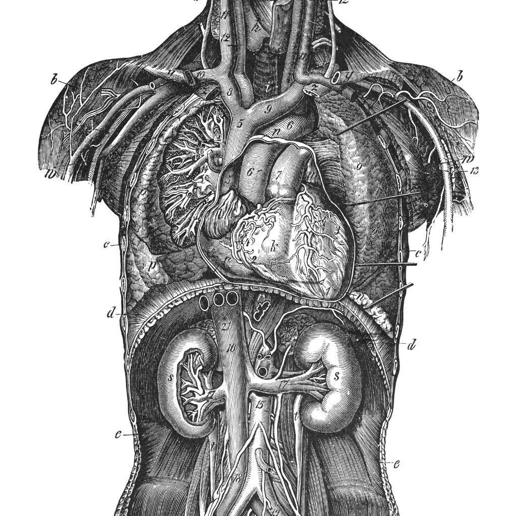 Medical Illustration