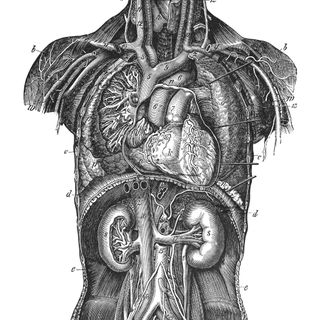 Medical Illustration