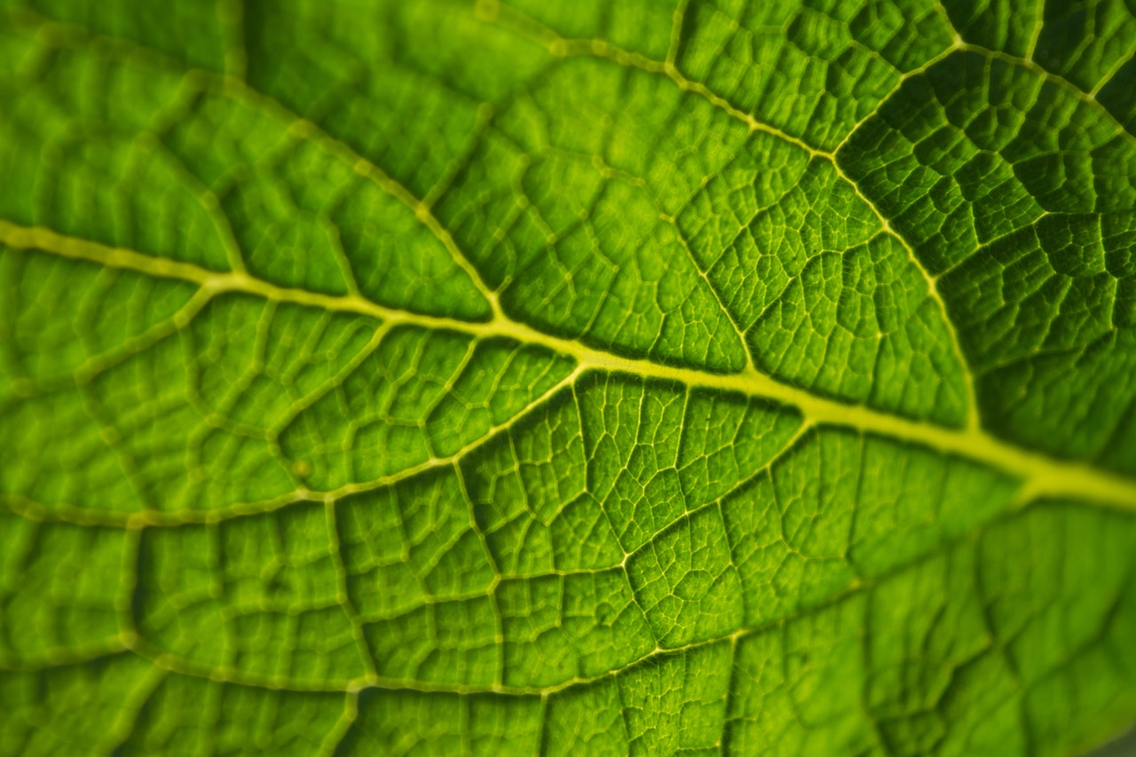 Botany and Related Studies