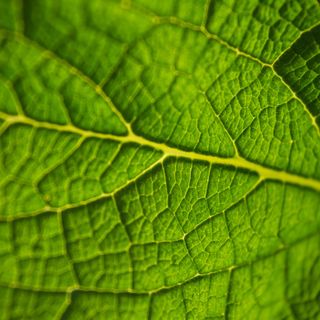 Botany and Related Studies