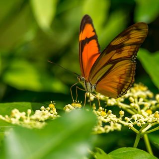 Natural Resource Conservation and Related Studies