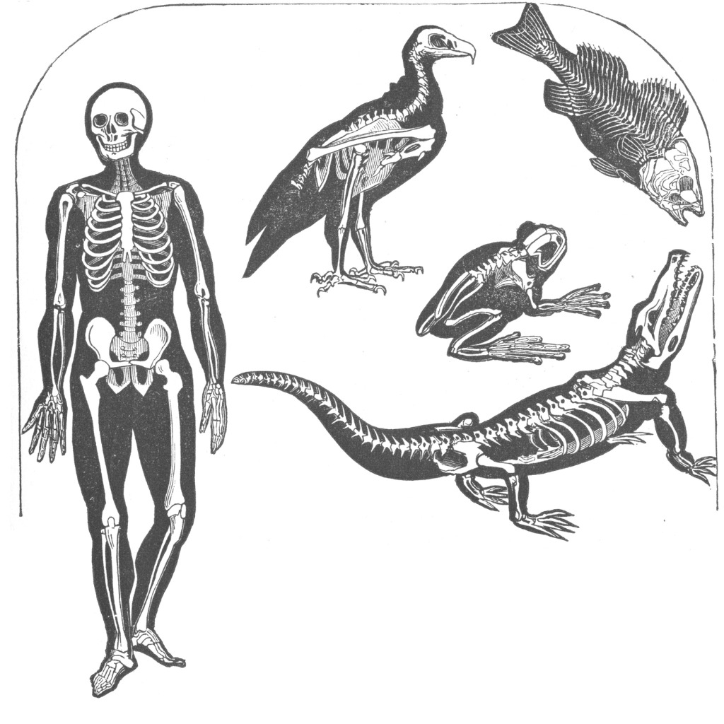 Comparative Anatomist