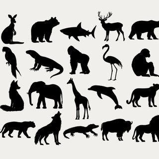 Wildlife Biology