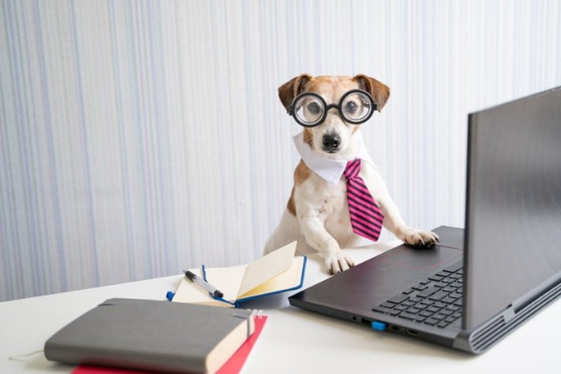 Careers With Animals thumbnail image