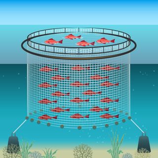Aquaculture